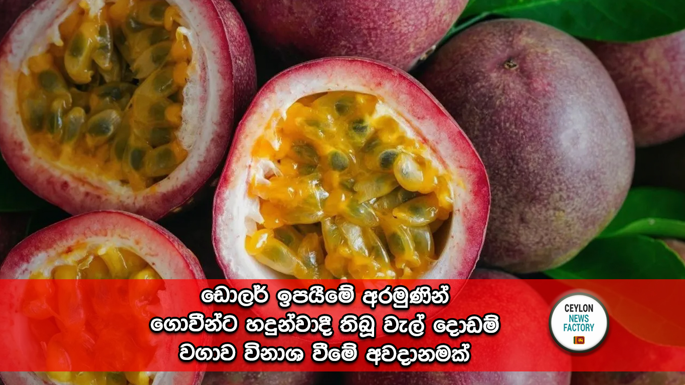 වැල් දොඩම්