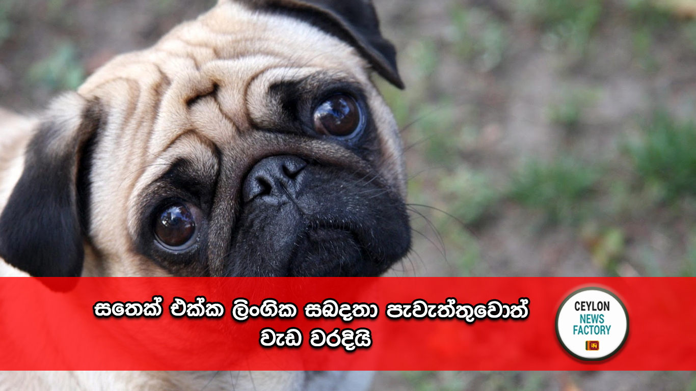 සතෙක් එක්ක ලිංගික සබදතා