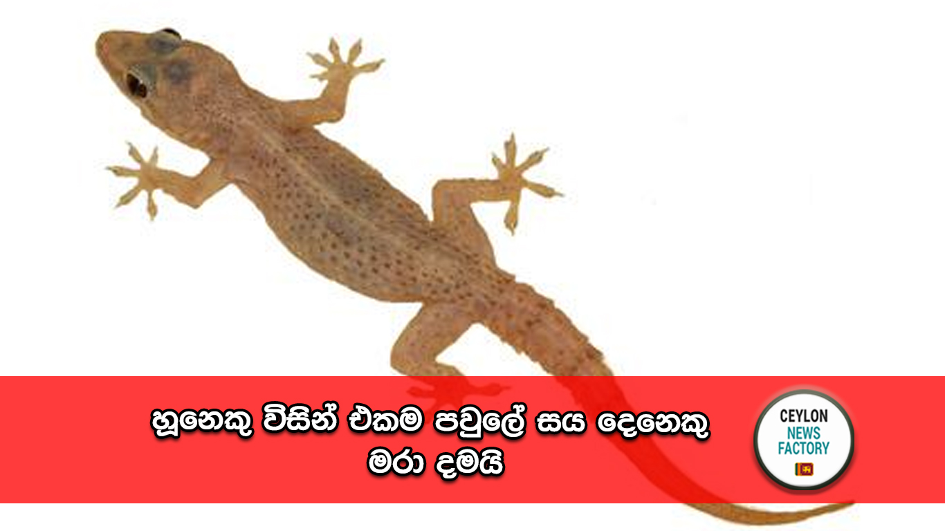 හූනෙක්