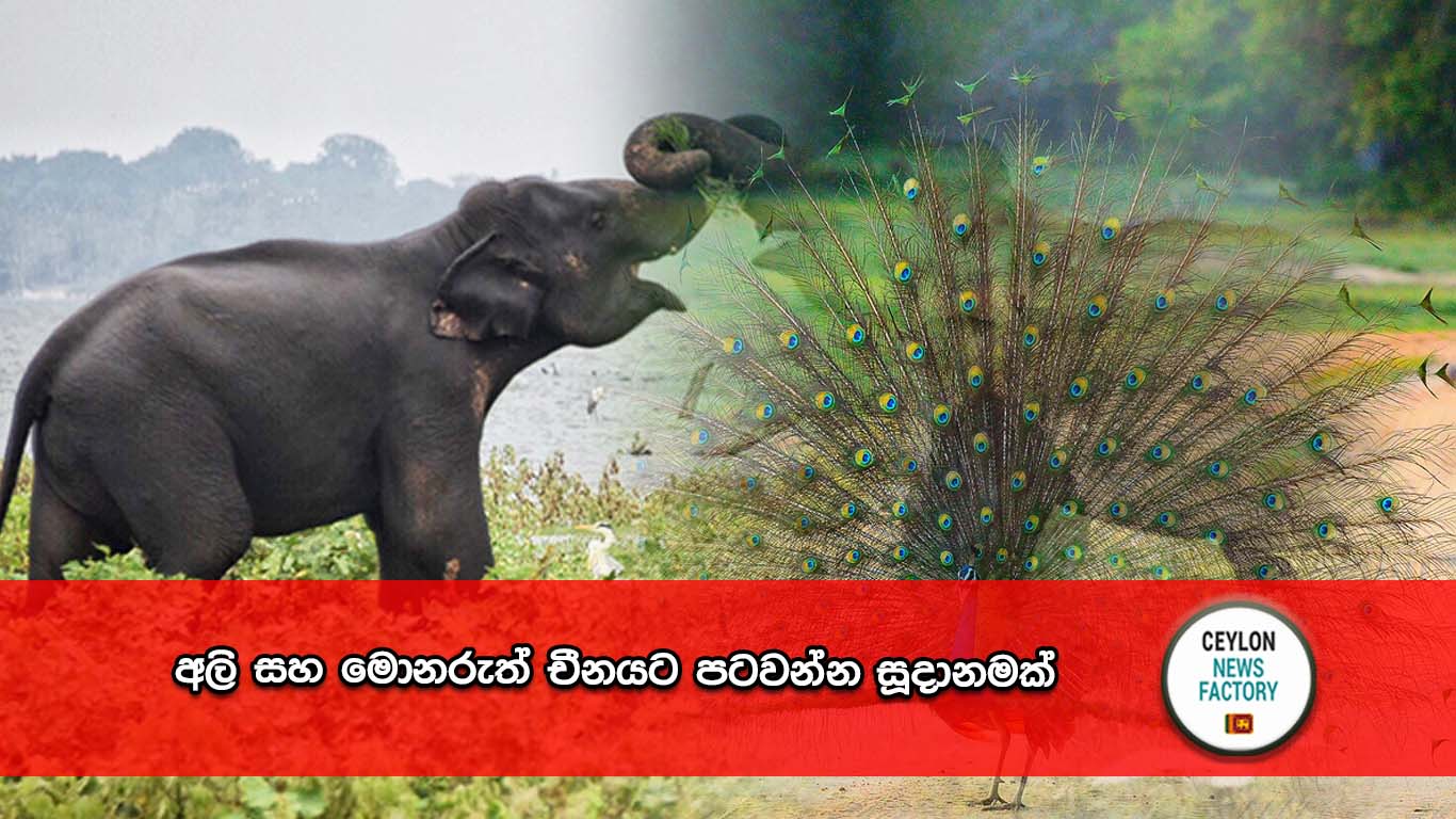 අලි සහ මොනරු