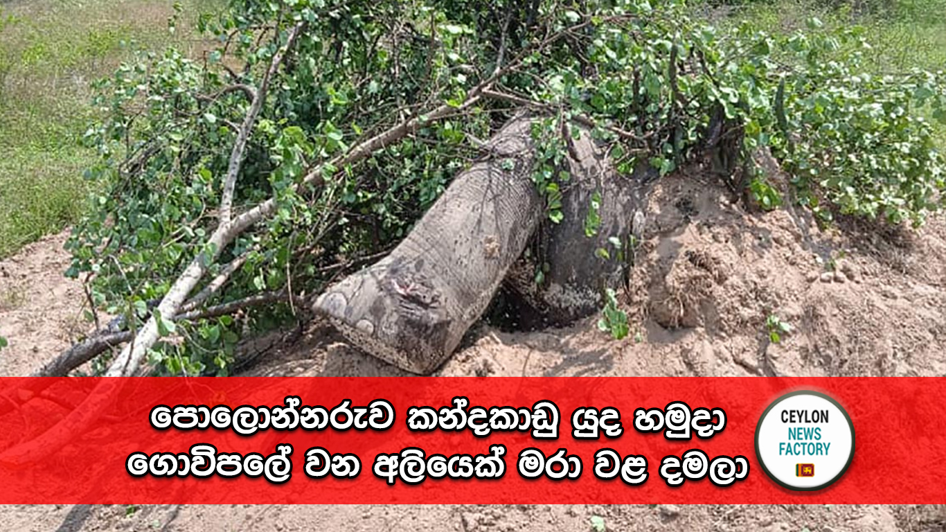 කන්දකාඩු යුද හමුදා ගොවිපල