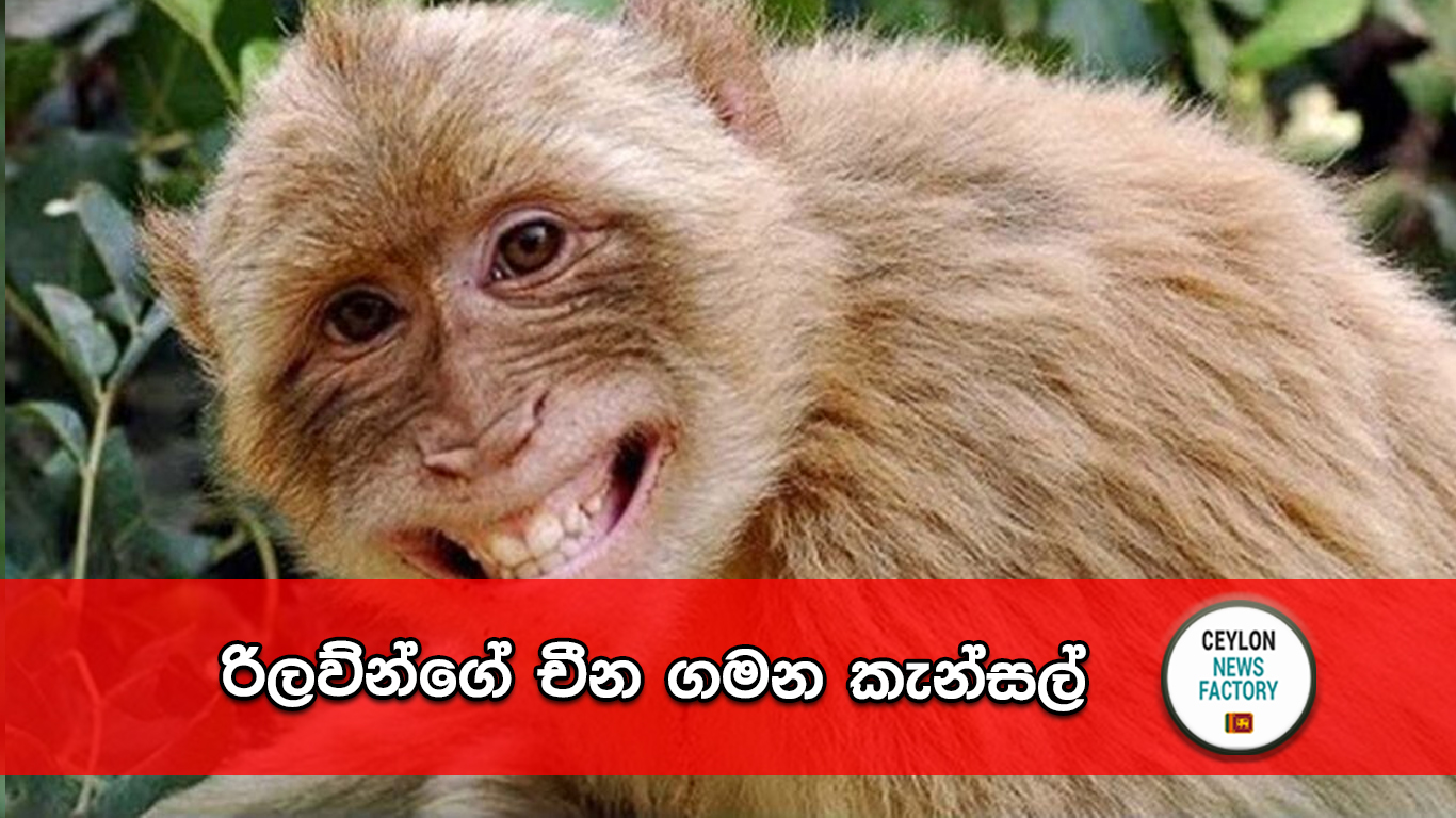 රිලව්න්ගේ චීන ගමන