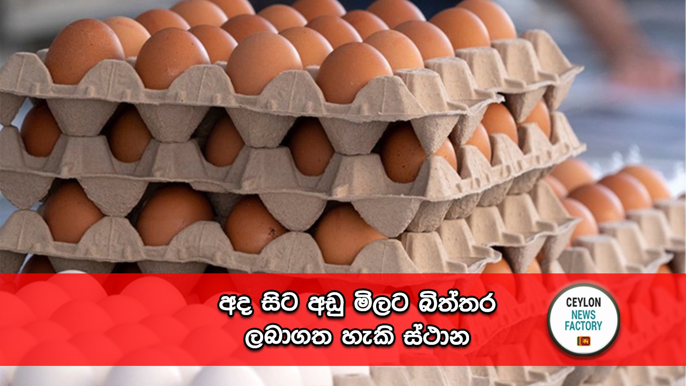 Imported Eggs