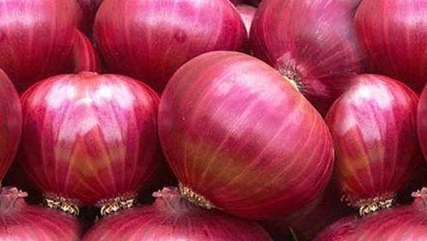Export Big Onion