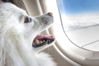 A-luxury-airline-dedicated-to-dogs