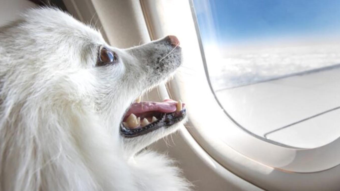 A-luxury-airline-dedicated-to-dogs