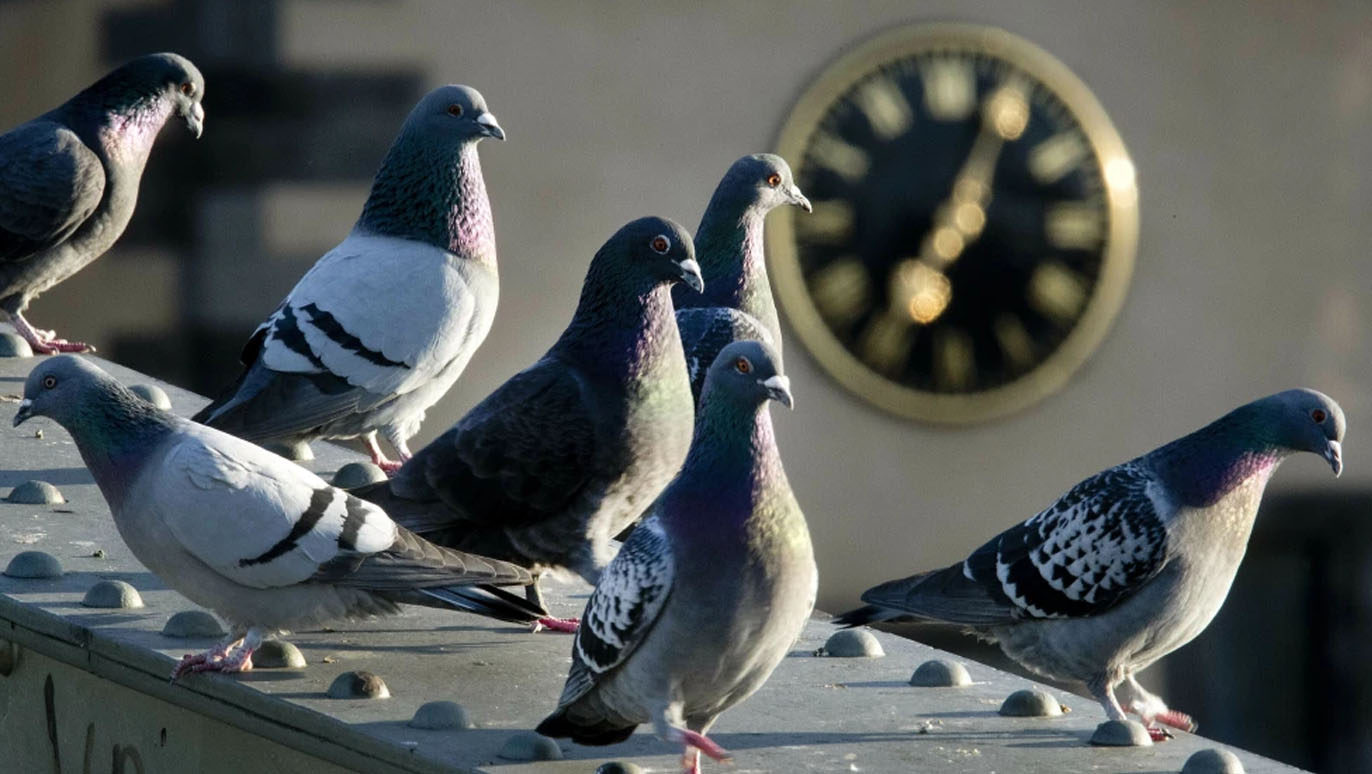 Pigeons